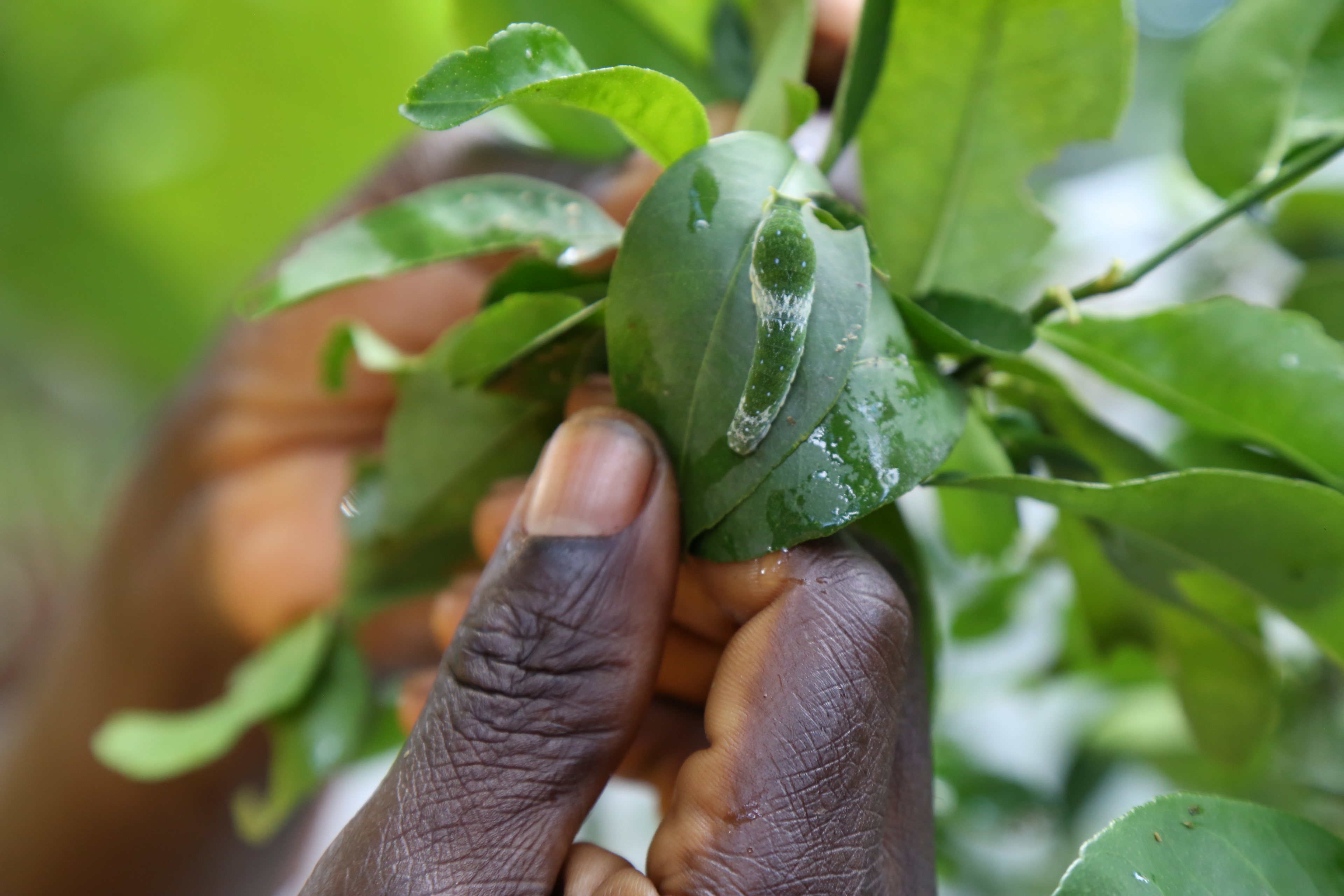 Person holding leaves in East Usambara Biosphere Reserve, Tanzania