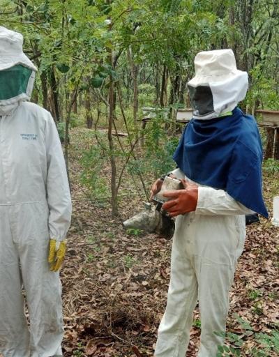 Beekeeping in Zambia