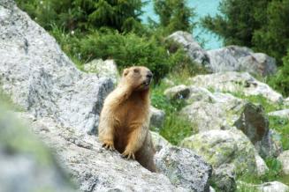 Marmot in Burabay Biosphere Reserve, Kazakhstan 