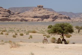 Harrat Uwayrid Biosphere Reserve, Saudi Arabia 