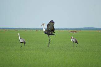 Wattled Cranes in Kafue Flats Biosphere Reserve, Zambia 