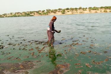 Femme récoltant de la spiruline dans le lac Tchad, les eaux sont couleur émeraudes dues à l'algue