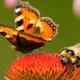 Pollinators: butterfly and bee on echinacea flower
